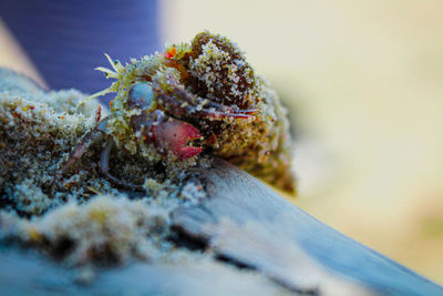 Close-up of coral in sea