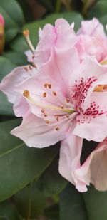 Close-up of pink rose flower