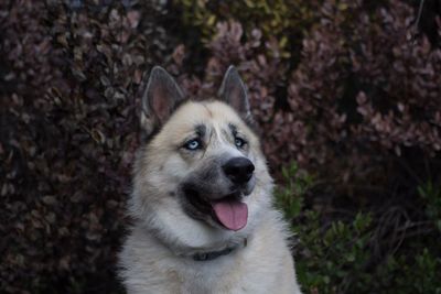 Close-up portrait of dog