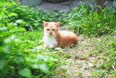 Portrait of ginger cat lying on grass