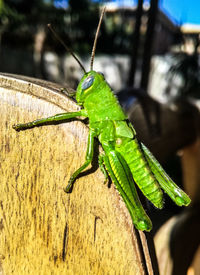 Close-up of insect on leaf