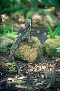 Close-up of lizard on rock