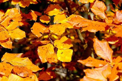 Full frame shot of yellow leaves during autumn