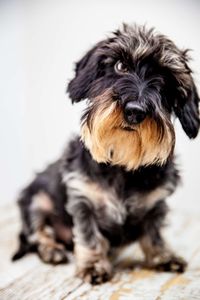 Close-up portrait of dog sitting