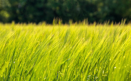 Close-up of stalks in field