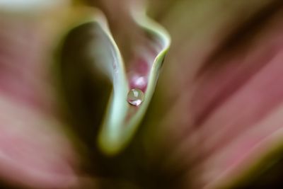 Close-up of water drop on leaf