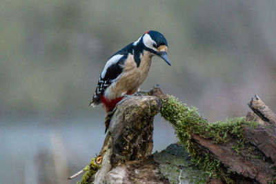 Close-up of bird perching outdoors