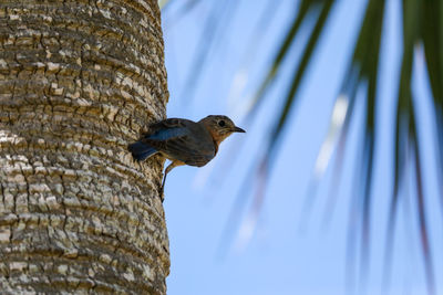 Female eastern bluebird sialia sialis perches on the trunk of a tree in naples, florida