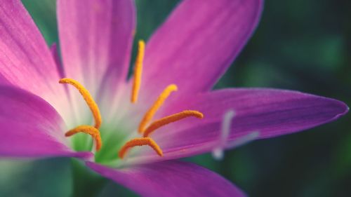 Close-up of pink flower