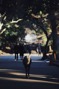 Rear view of deer walking on road