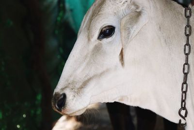 Close-up of a horse looking away