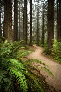 Path through misty coastal forest