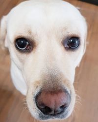 Close-up portrait of dog