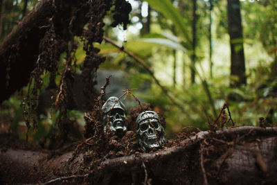 Close-up of skull figurines on root at forest