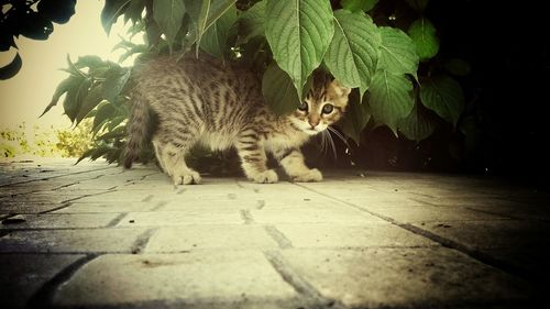 Tiger sitting outdoors