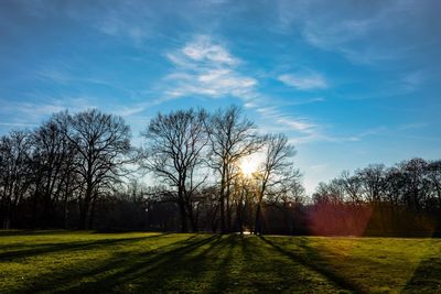 Bare trees on field against sky