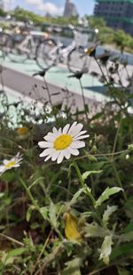 Close-up of white daisy flowers on field