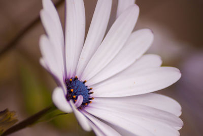 Close-up of purple flower