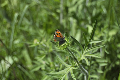 Butterfly on leaf