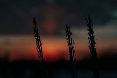 Close-up of stalks against sunset