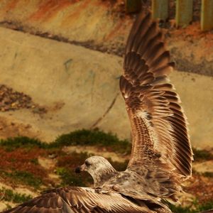 Close-up of a bird