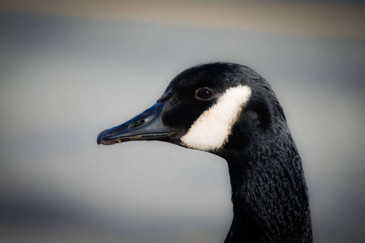 bird, close-up, animal themes, one animal, animals in the wild, beak, canada goose, no people, day, swan, outdoors