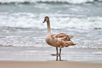 Young brown colored white swan walking by blue waters of baltic sea. mute swan chick brown feathers