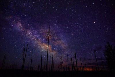 Low angle view of silhouette bare trees against star field at night