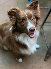 Close-up portrait of dog