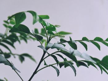 Low angle view of plant against sky