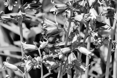 Close-up of flowers