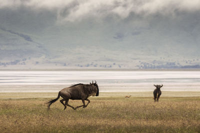 View of two horses on field