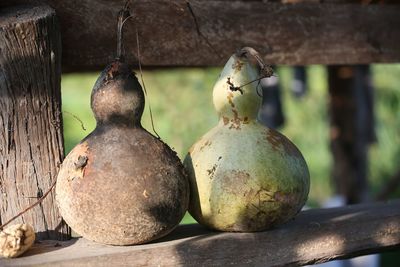 Close-up of fruits hanging on tree