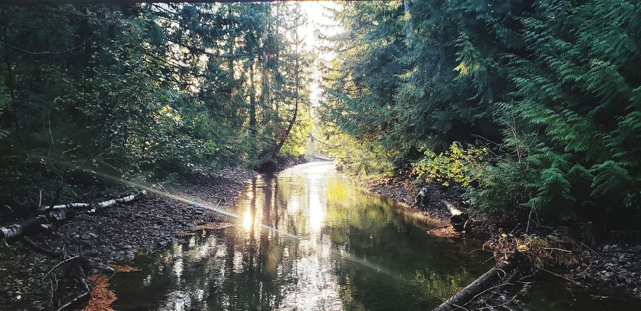 SUNLIGHT STREAMING THROUGH TREES