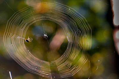 spider web