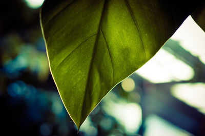 Close-up of leaves