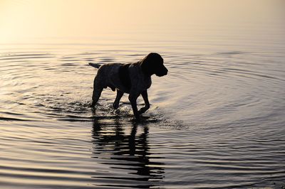 Dog standing in lake during sunrise 
