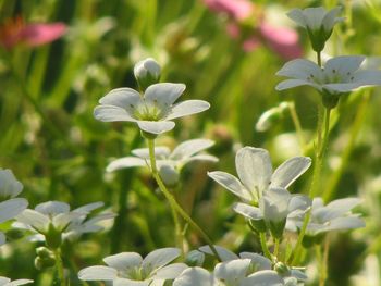 Close-up of white flowering plant