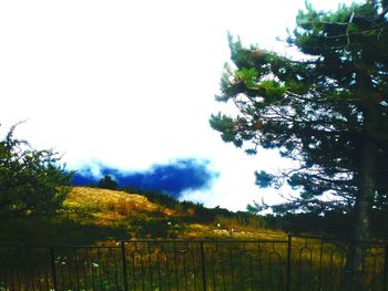 Trees and grass against sky