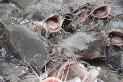 High angle view of fish