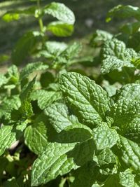 Full frame shot of green mint leaves
