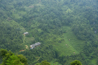 High angle view of trees and plants growing on land