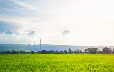 Scenic view of agricultural field against sky