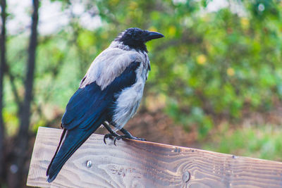 Close-up of bird perching on tree