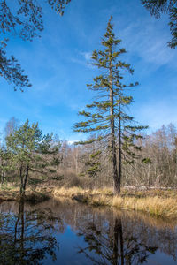 Reflection in the birkensee in the schoenbuch nature park