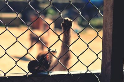 Close-up of monkey hand holding fence at zoo