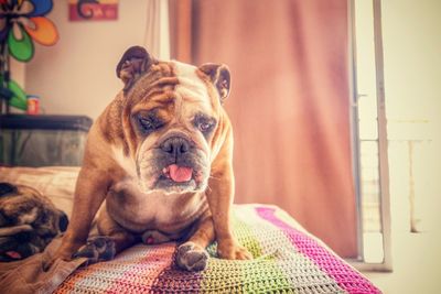 Portrait of dog relaxing on bed at home