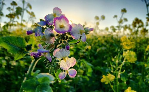 Close-up of fresh purple flowers blooming in garden