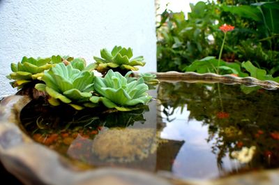 Close-up of fresh plants in water