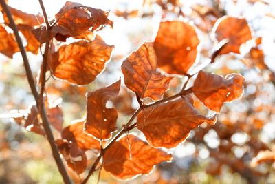 Close-up of dry leaves on branch during autumn